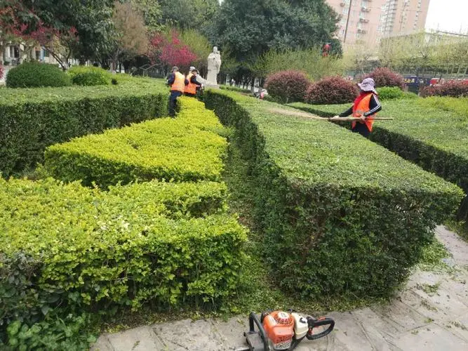 天津城市绿化大菊花