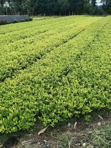 专家称园林管理面临挑战，需加强病虫害防控